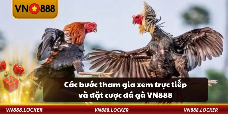 Đá Gà 2 Các bước tham gia xem trực tiếp và đặt cược đá gà VN888