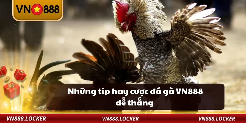 Đá Gà 3 Những tip hay cược đá gà VN888 dễ thắng